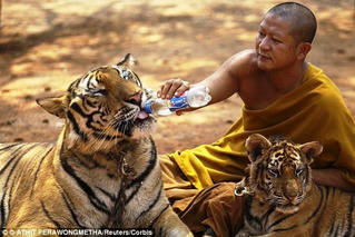 Ngôi chùa kỳ thú khiến hổ cũng phải... ăn chay