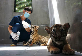 Nghề “bảo mẫu” cho những chúa sơn lâm