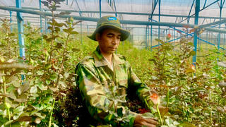 Thung lũng hoa hồng dưới chân núi LangBiang