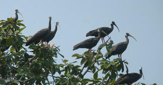 Đồng Tháp: Hàng ngàn con cò quắm xanh quý hiếm bay rợp cánh đồng Tam Nông