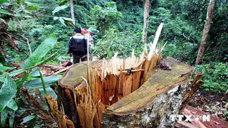 Phạt tù nguyên Giám đốc hủy hoại rừng
