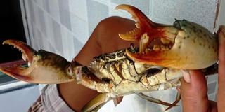 ” Thánh cua” làm náo loạn giới thương lái Cà Mau