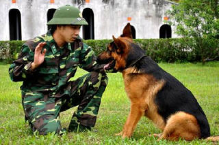 Chó nghiệp vụ phát hiện chất nghi là ma túy