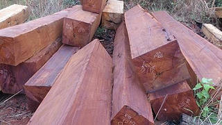 Rao bán container gỗ quý “ảo”, người đàn ông nhận 14 năm tù