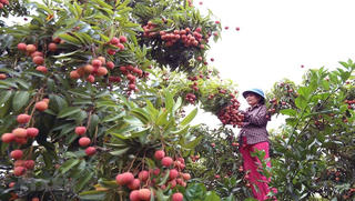 Tuần sau chuyên gia Nhật Bản có mặt ở Việt Nam giám sát việc xuất khẩu vải