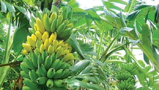 Doanh nghiệp viết thư cám ơn Tổ công tác mong được tiếp tục hỗ trợ “giải cứu” 2.000 tấn chuối