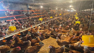 Hai trang trại đầu tiên ở Việt Nam đạt chuẩn chăn nuôi nhân đạo