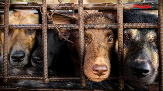 Từ tháng 4/2021: Đánh đập hành hạ vật nuôi sẽ bị phạt tiền đến 3 triệu đồng