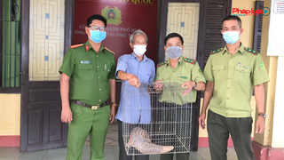Phát hiện cá thể tê tê vàng quý hiếm, người dân bàn giao cho lực lượng kiểm lâm