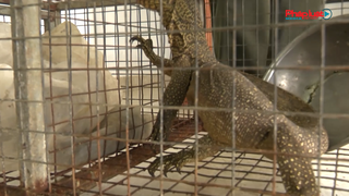 Phạt phụ bếp nhà hàng 270 triệu đồng do tàng trữ động vật quý hiếm