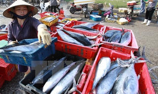 Tuần sau công bố kết quả xét nghiệm hải sản ở miền Trung