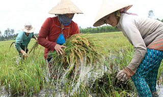 Chính phủ đề ra giải pháp căn cơ để phát triển bền vững ĐBSCL 