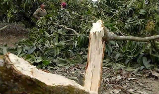 Voi rừng nửa đêm tràn vào rẫy ăn xoài, hàng chục hộ dân điêu đứng