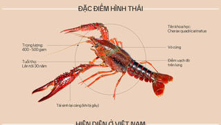 Vì sao tôm hùm đất bị cấm nuôi ở Việt Nam?