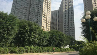 Sự thật rắn độc 'bủa vây' toà chung cư mới ở Hà Nội
