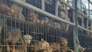 TP HCM kêu gọi người dân không ăn thịt chó