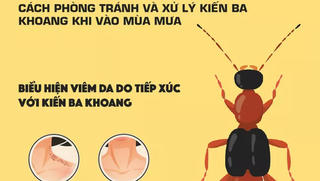 Mẹo phòng tránh và xử trí kiến ba khoang khi vào mùa mưa 