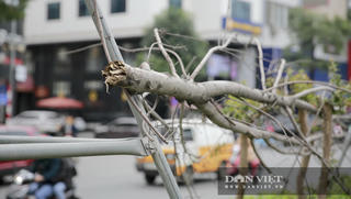 Xót xa nhìn hàng cây phong lá đỏ chết khô trên đường phố Hà Nội