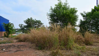 Tìm thân nhân người đàn ông tử vong trong đám cỏ