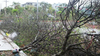 Mưa cả ngày, lái buôn vứt quất, đào đầy đường