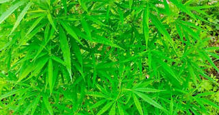 Người đàn ông ngoại quốc "biến" bãi giữa sông Hồng thành vườn cần sa