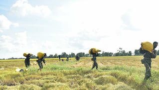 Rưng rưng cảnh bộ đội giúp dân gặt hái dưới nắng chói chang 