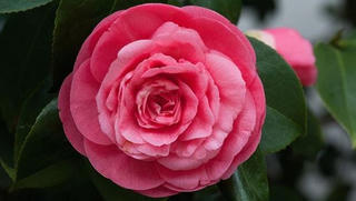 Bí ẩn loài hoa đẹp hiếm nhất thế giới chỉ mọc ở hai địa điểm