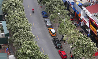 Chuyển chỗ ở vì mùi hoa sữa Hà Nội