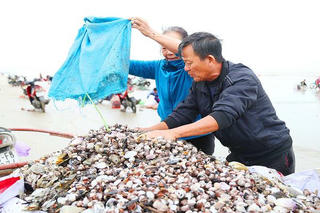 'Lộc trời' trồi lên cả đống đầy bãi biển sau lũ, ngư dân vớt bộn tiền