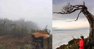 Cây phong ba nổi tiếng ở Lảo Thẩn, Y Tý bị chặt... làm củi đốt