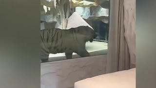 Khách sạn ở Trung Quốc bị chỉ trích gay gắt vì nhốt hổ ngay cạnh phòng ngủ