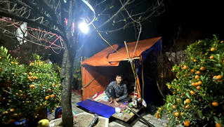 Đào quất ế, dân buôn cả đêm bám vỉa hè chịu cảnh giá rét