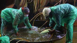 Người lao động tay trần bắt cá, khiêng đá trong đêm Hà Nội rét buốt