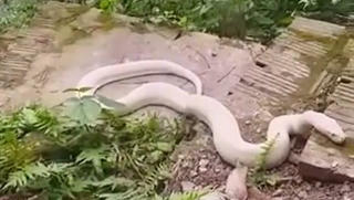 Bạch xà khổng lồ, toàn thân trắng muốt bất ngờ xuất hiện ở đền Mẫu, Ninh Bình 