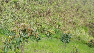 Nam sinh tử vong trên nương mía, người nhiều vết thương 