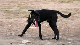 Hãi hùng chó to thả rông không rọ mõm gây nguy hiểm nơi công cộng ở Hà Nội