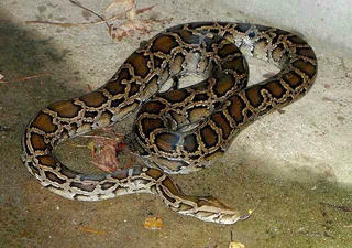 Tìm con trăn xổng chuồng nhà dân, nghi trốn quanh chợ ở Hải Phòng