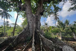 Chuyện kỳ lạ về cây cổ thụ khổng lồ ở miền Tây