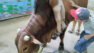 Con bò 6 chân 2 đuôi, giá 5 tỷ đồng chủ không bán