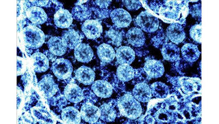 Phát hiện dòng mới của biến thể Omicron có khả năng 'lẩn trốn' hệ miễn dịch