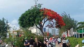 Cây phượng trổ hoa một nửa 'gây sốt' ở Vũng Tàu 