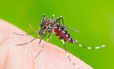 Sốt xuất huyết khi nào cần nhập viện?