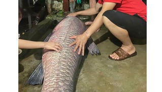 Bắt được cá trắm đen 'khủng' nặng 52kg ở Yên Bái