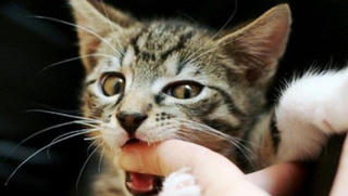 Một thiếu nữ ở Buôn Ma Thuột tử vong sau khi bị mèo cắn