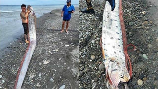 Bắt được cá động đất khổng lồ dài 6m, ngư dân hoang mang
