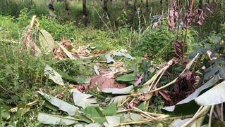 Voi rừng quý hiếm xuất hiện ở Gia Lai