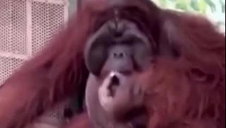 Đười ươi trong Thảo Cầm Viên Sài Gòn phì phèo hút thuốc do khách ném vào