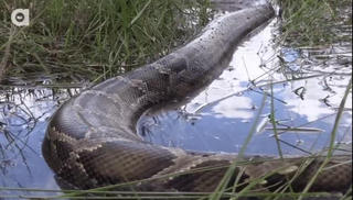 Bắt được con trăn khổng lồ dài 5,4m nặng gần 100kg