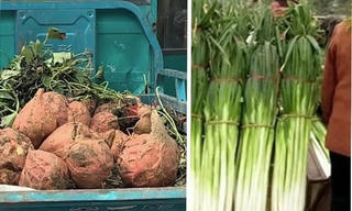 Khoai lang “siêu to khổng lồ” gây sốc mạng xã hội Trung Quốc