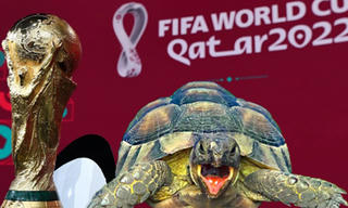 Các con thú tiên tri dự đoán gì về vòng bán kết World Cup 2022?